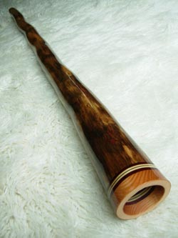 agave didgeridoo 1