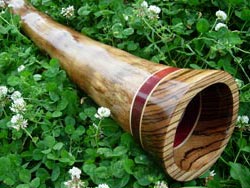Agave Zebra Didgeridoo